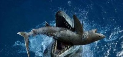 ​巨齿鲨打得过虎鲸吗，打得过(巨齿鲨一口就能咬碎虎鲸的骨头)