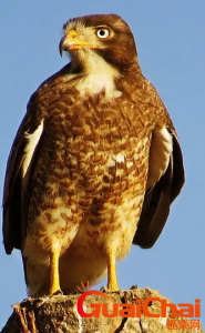 ​鹰的眼睛为什么叫千里眼？为什么老鹰的视力那么好？