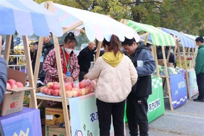 ​延庆旧县1800亩苹果熟了，红心苹果成新名片