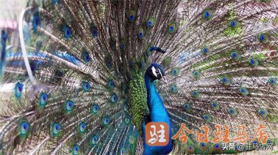 ​蓝孔雀“开屏季”来了 错过要再等一年