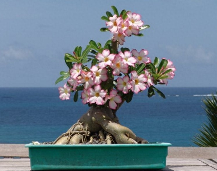 一组沙漠玫瑰的照片，请欣赏！
