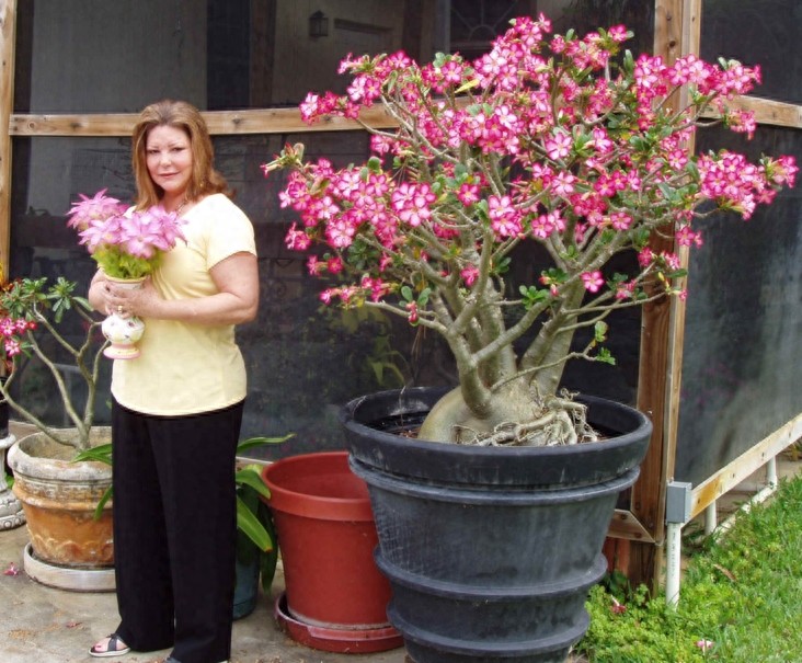 一组沙漠玫瑰的照片，请欣赏！