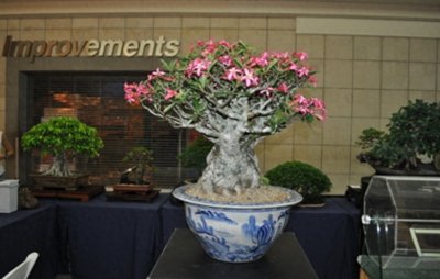 ​一组沙漠玫瑰的照片，请欣赏！