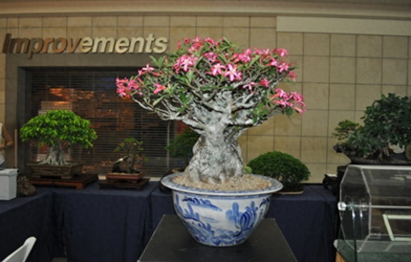 一组沙漠玫瑰的照片，请欣赏！