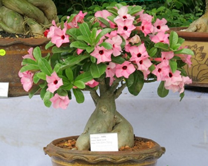 一组沙漠玫瑰的照片，请欣赏！