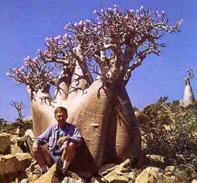 一组沙漠玫瑰的照片，请欣赏！