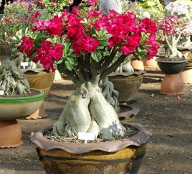 一组沙漠玫瑰的照片，请欣赏！