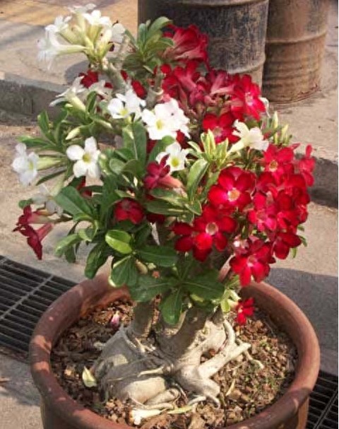 一组沙漠玫瑰的照片，请欣赏！