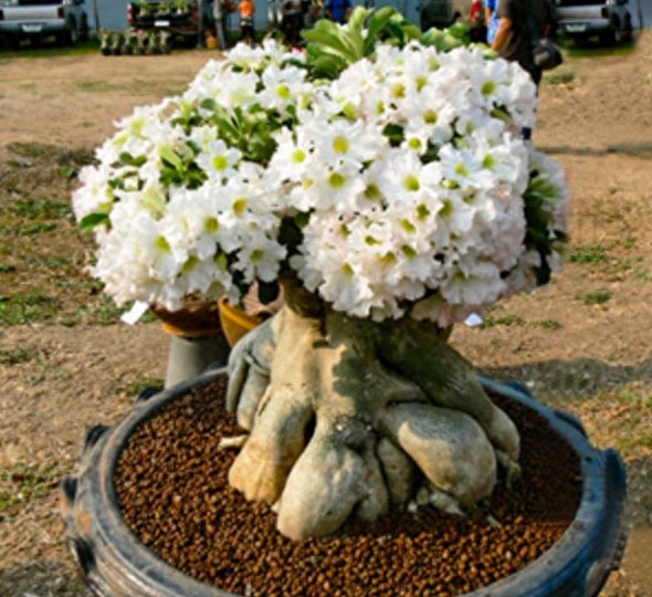 一组沙漠玫瑰的照片，请欣赏！