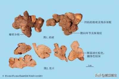 ​每日学本草——金荞麦