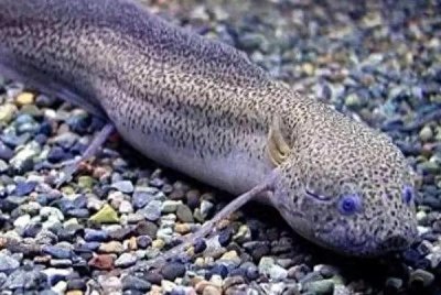 ​非洲肺鱼：在非洲是重要能量来源，不吃不喝休眠3~5年遇水而活。