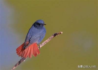 ​寻找拍摄一种倚水而生极为常见的小鸟——红尾水鸲