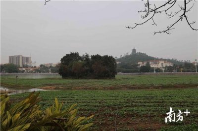 ​相约春节菜花盛放时！桥头三百亩莲湖初见菜花开，盛花期将在春节