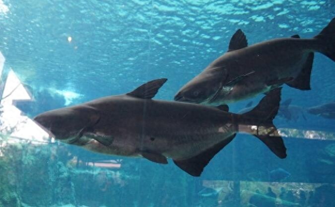 吓得飞起！身长两米的坦克鸭嘴鱼竟然喜食火花半熟的尸体
