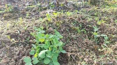 ​豌豆种植你真的会了吗？看看这些豌豆种植小技巧你解多少