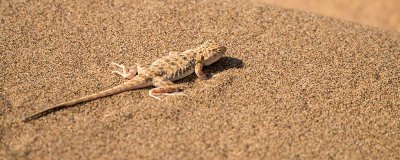 ​壁虎喜欢吃啥蔬菜