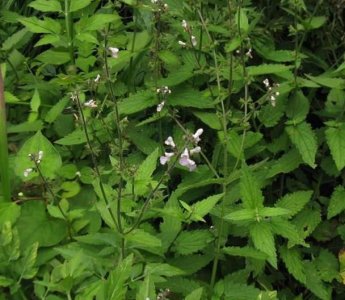 ​农村地里的一种草块茎长像“蚕”，可治疗盗汗和贫血