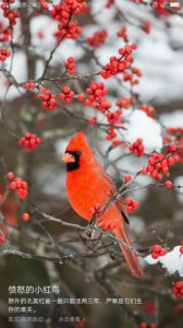 ​竹升仔香蕉人是什么人？