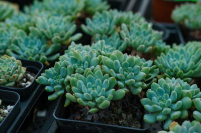 ​多肉植物多久浇一次水