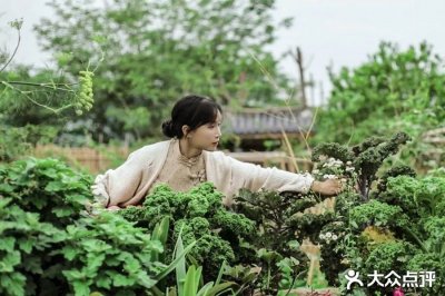 ​你家阳台和李子柒的菜园子，只差这一份种菜攻略！包会