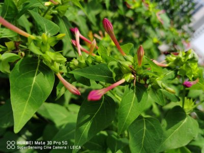 ​洋葱种子什么时候种