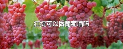 ​红提可以做葡萄酒吗怎么做 红提可不可以做葡萄酒