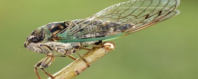 ​雄蝉和雌蝉的区别