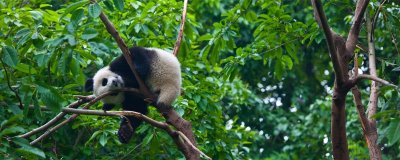 ​熊猫吃甘蔗吗