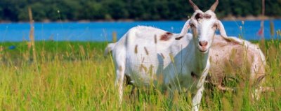 ​羊三宝指的是哪三宝