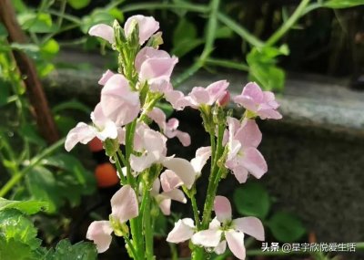 ​分享图片——多种颜色的紫罗兰