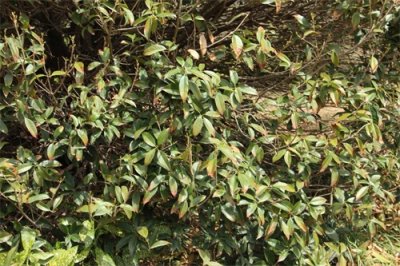 ​桂花的花语是什么