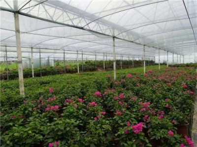 ​河南省信阳市平桥区明港镇——发展乡村振兴之路，创新产业扶贫