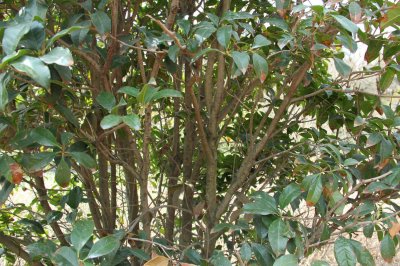 ​桂花茶的功效与作用，桂花泡茶有什么好处