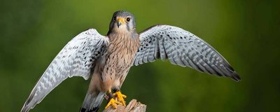 ​火鸟是什么鸟 火鸟是什么动物