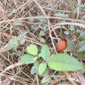 ​山林里漏掉的刺果子，冬天的一抹红