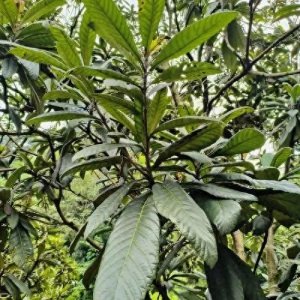 ​农村老百姓自己制作的止咳糖浆，枇杷膏的制作过程