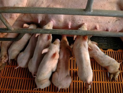 ​如何治疗猪拉稀？猪拉稀用什么药效果最好？猪拉稀的治疗方法！