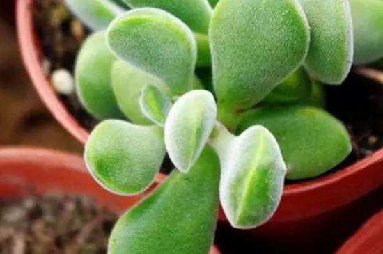 若歌诗怎么变红(图3)