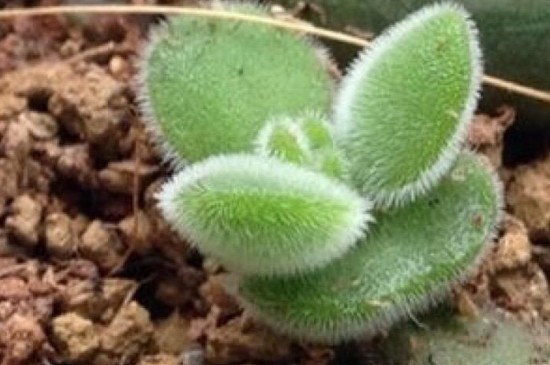 若歌诗怎么变红(图4)