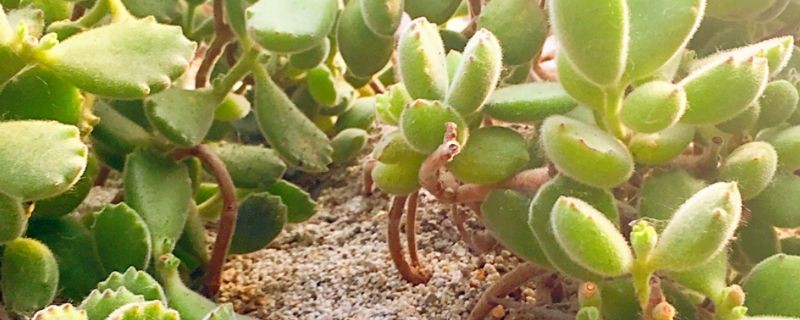 若歌诗怎么变红(图1)