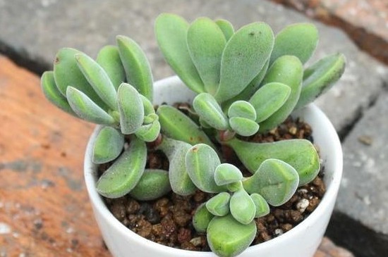 若歌诗怎么变红(图2)