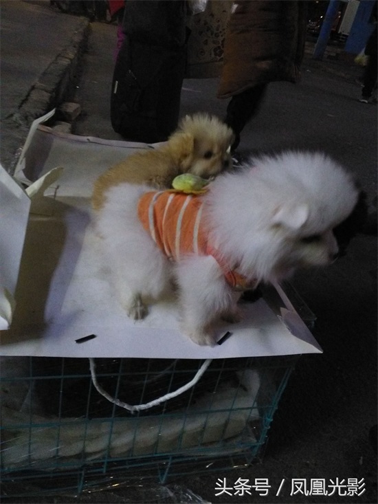 小伙夜里卖狗，国美狗一只才200，小朋友看了后喜欢得都不想走了