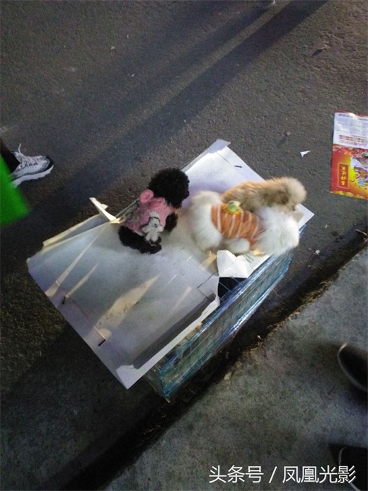 小伙夜里卖狗，国美狗一只才200，小朋友看了后喜欢得都不想走了