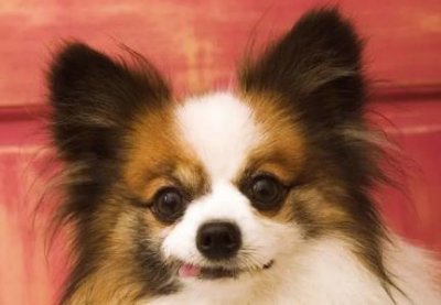 ​人工喂养的狗狗可以喝牛奶吗？牛奶能代替犬奶吗？