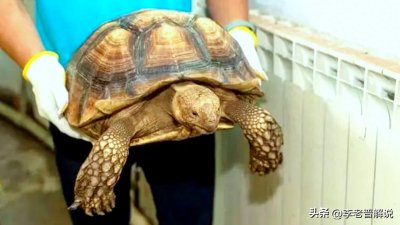 ​上海特大野生动物非法交易案查获苏卡达陆龟，能驮动三四岁小孩