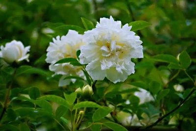 ​荼蘼花～枝梢茂盛，花繁香浓，果实入秋红亮，有一定观赏价值