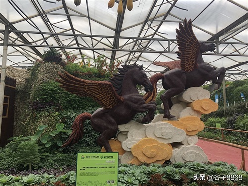 走进寿光蔬菜高科技示范园,就像进了蔬果大观园,开眼界了