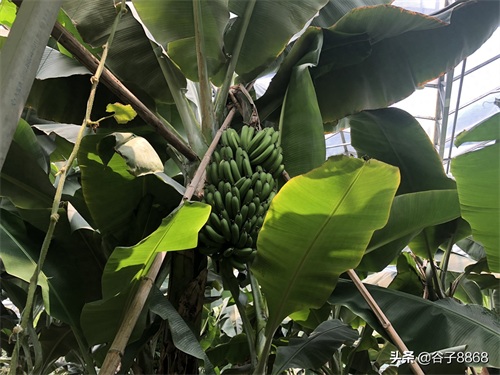 走进寿光蔬菜高科技示范园,就像进了蔬果大观园,开眼界了