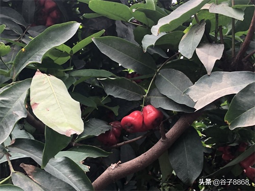 走进寿光蔬菜高科技示范园,就像进了蔬果大观园,开眼界了