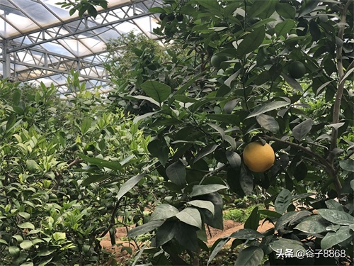 走进寿光蔬菜高科技示范园,就像进了蔬果大观园,开眼界了